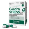CONDROSTRESS+CAT 30 Capsule